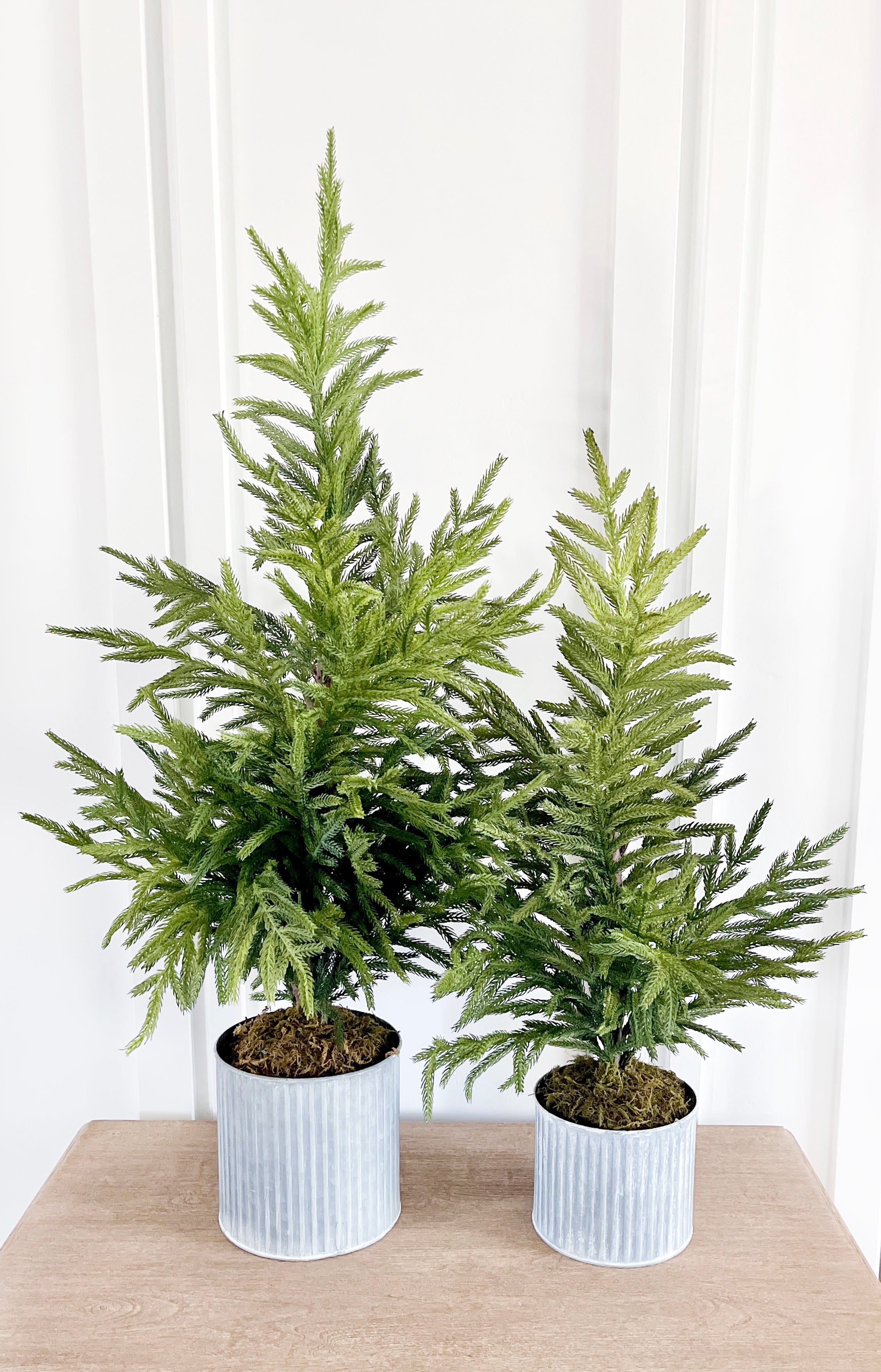 Norfolk Pine Faux Potted Tree | Cozy Cottontail